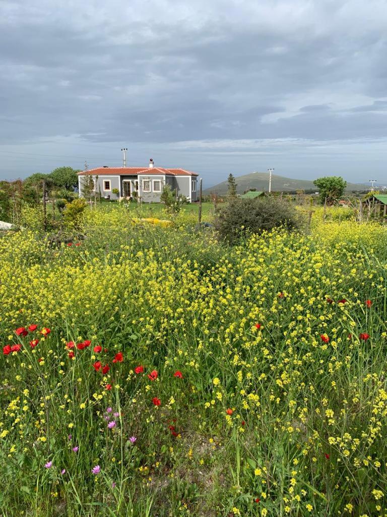 Adayel Bagevi & Butik Otel Bozcaada Exterior photo